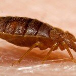 Bed bug pictures